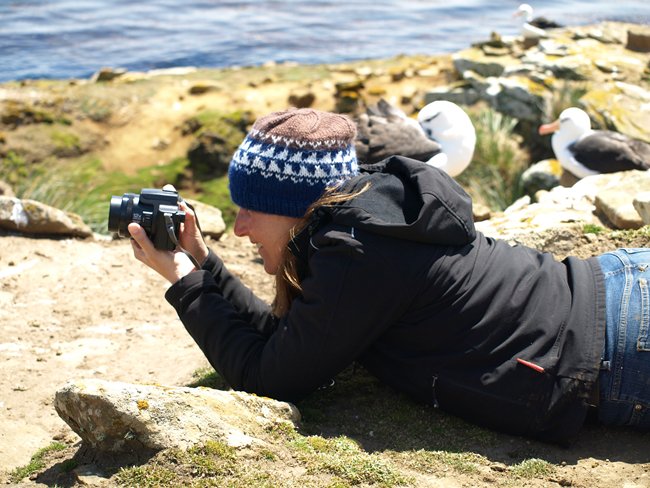 ../../Pictures/241209/068 blackbrowded Albatross.JPG